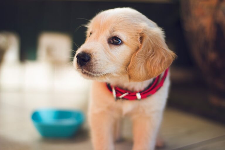 Revolutionize Your Shopping with Fetch and Similar Apps