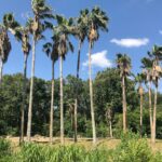 Legal Sports Betting Apps in Florida